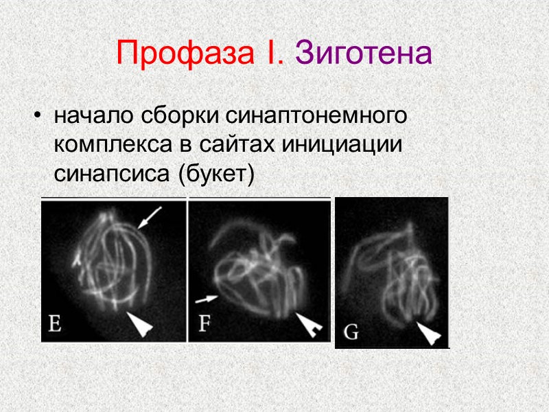 Профаза I. Зиготена начало сборки синаптонемного комплекса в сайтах инициации синапсиса (букет)
